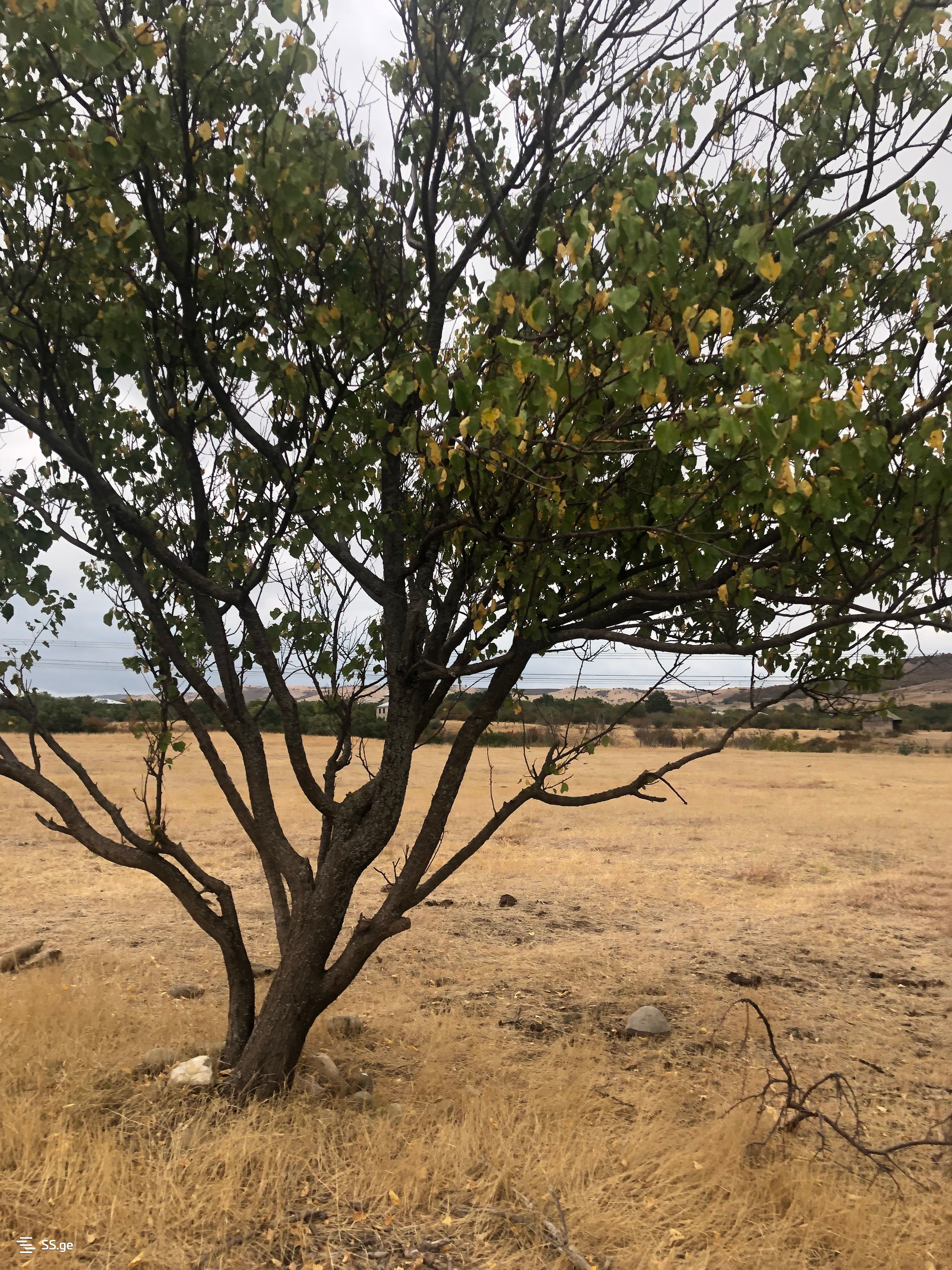 Land For Sale. Akhalsopeli view 3
