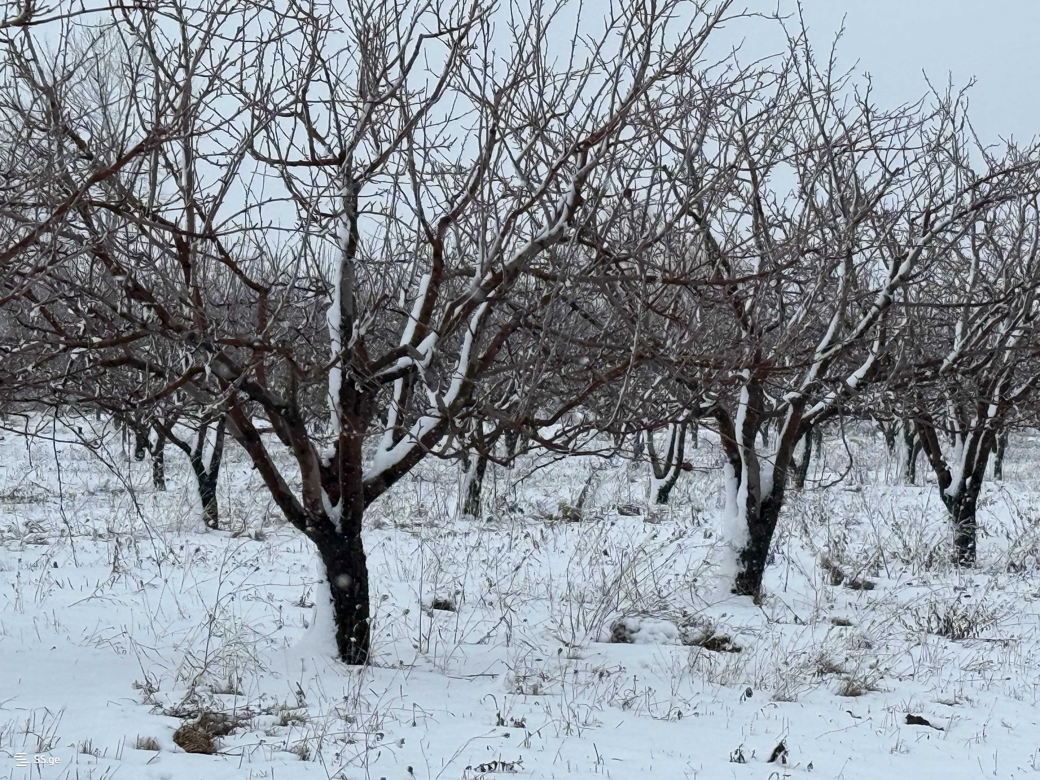 Land For Sale. Gori, 4 of 4