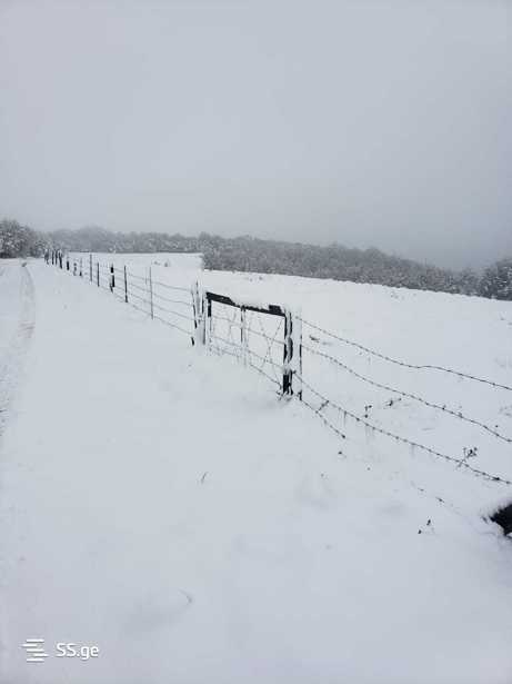 https://static.ss.ge/20250405/13_0727c030-9890-411b-987f-bb28715f9bff_Thumb.jpg