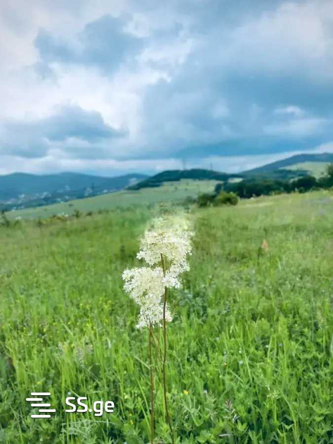 Land For Sale. Kojori view 2