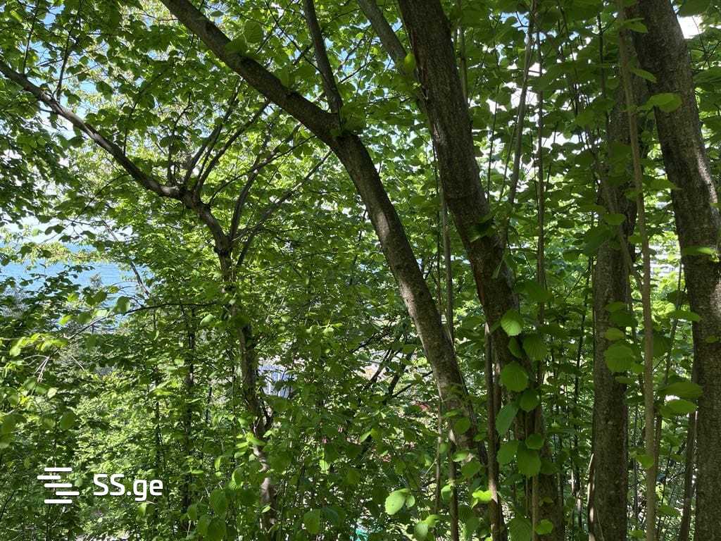 Land For Sale. Makhindjauri view 7