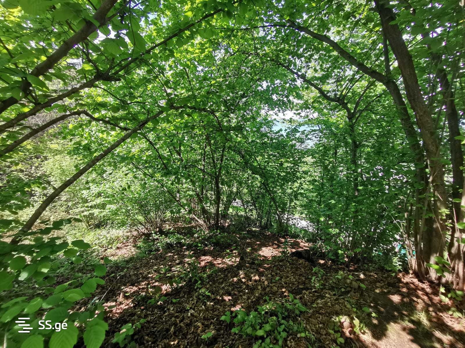 Land For Sale. Makhindjauri view 8