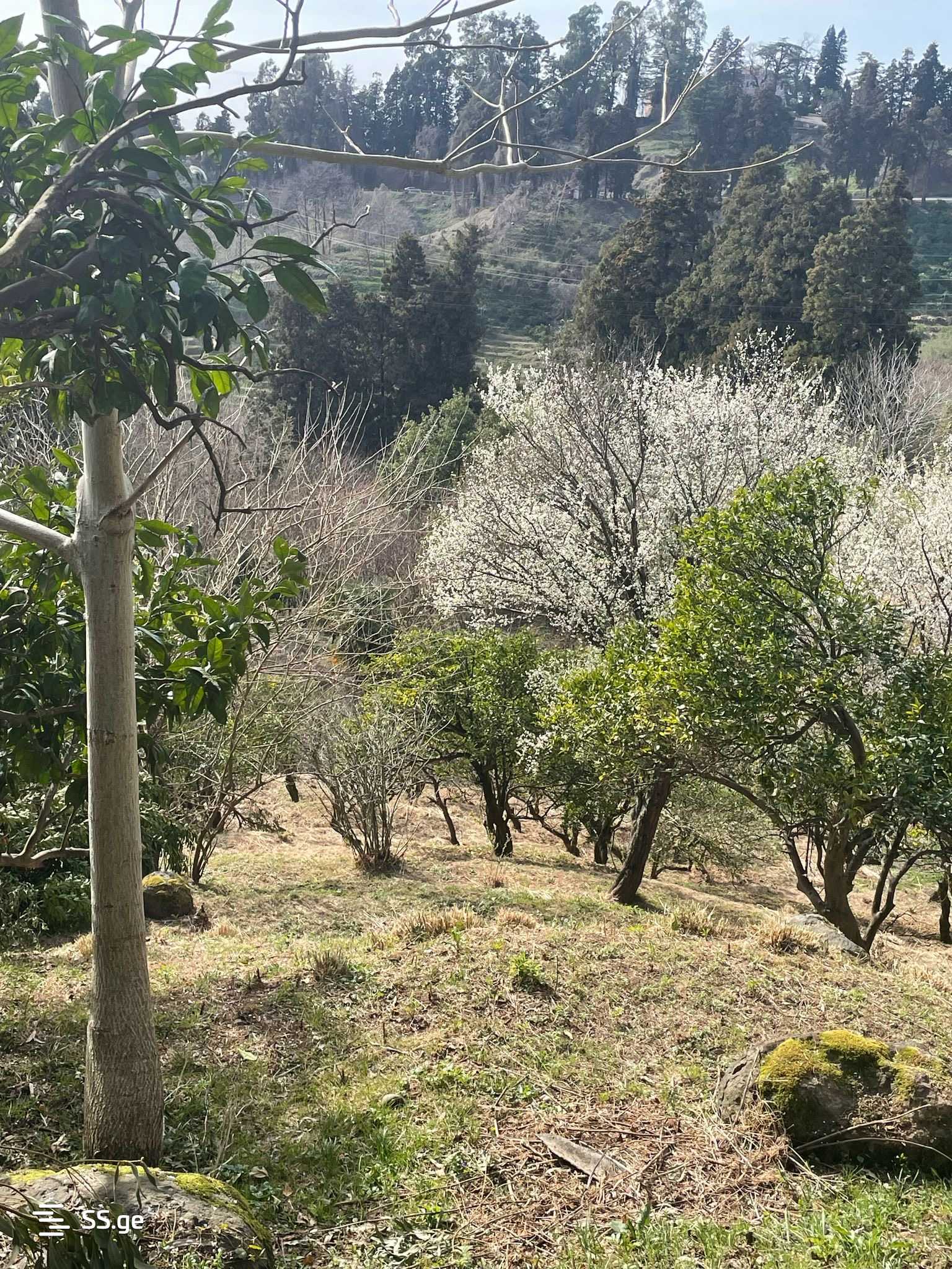 იყიდება მიწა ციხისძირიში view 3