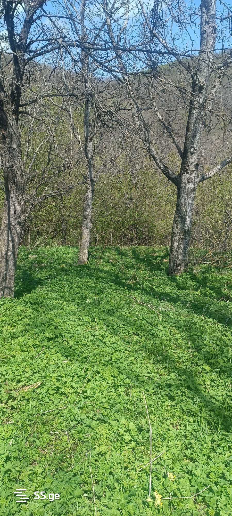 იყიდება მიწა კიკეთიში view 2
