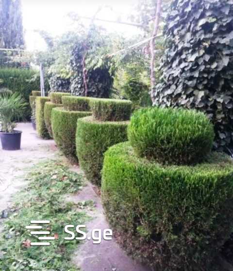 6 Room Summer Cottage For Rent. Tserovani view 10