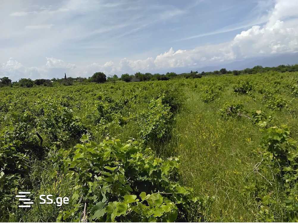 Land For Sale. Telavi, 4 of 4