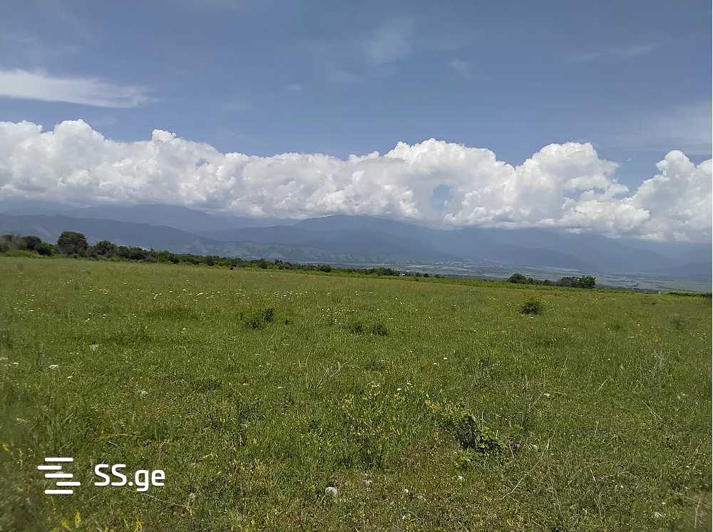 Land For Sale. Telavi, 2 of 4
