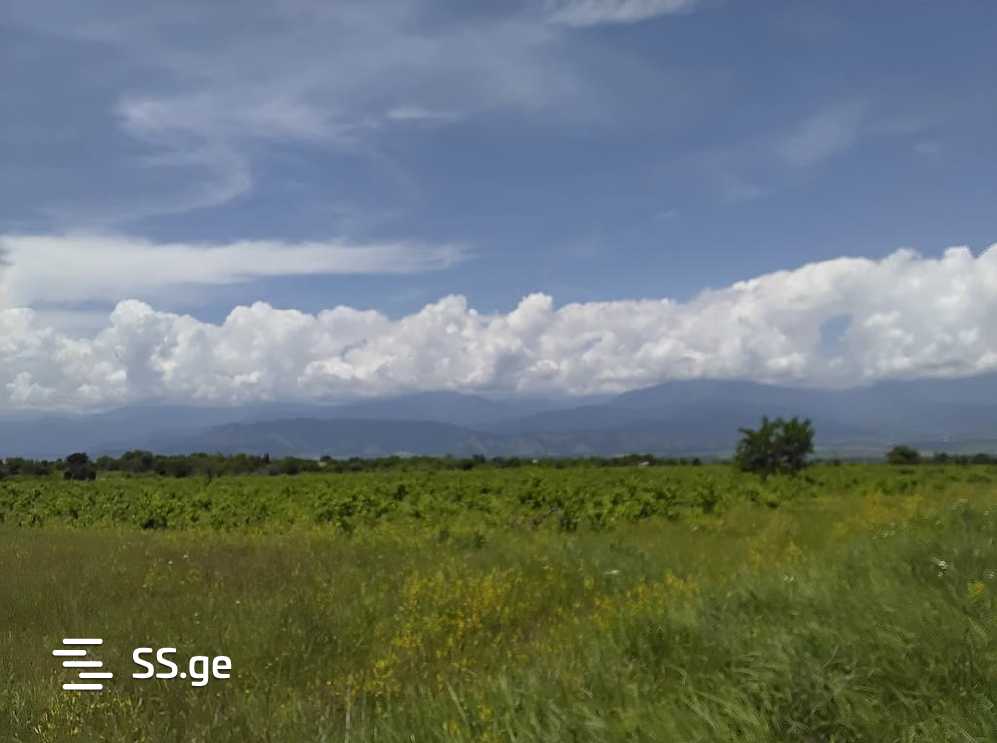 Land For Sale. Telavi, 1 of 4