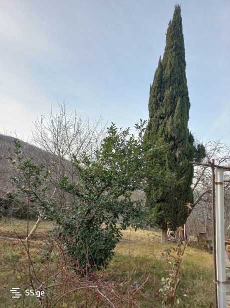 https://static.ss.ge/20250502/1_26118285-0419-45e5-99d7-96712febbd8b_Thumb.jpg