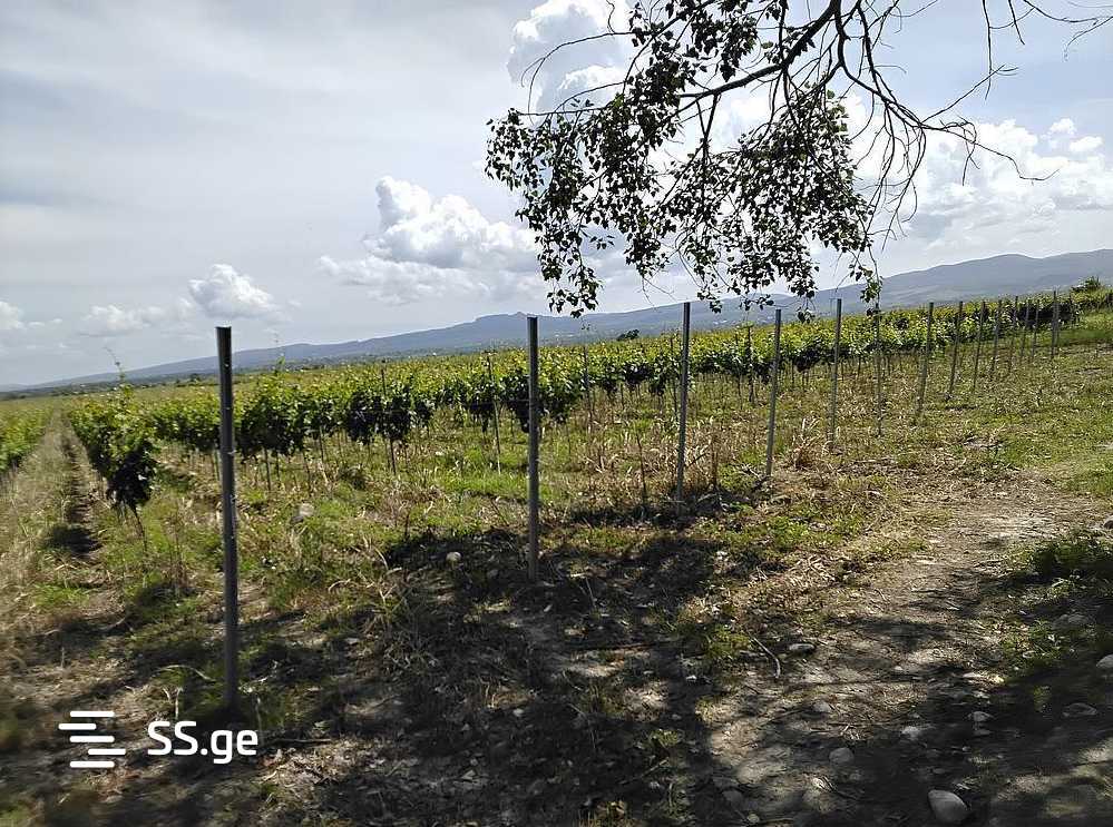 Land For Sale. Telavi, 4 of 4