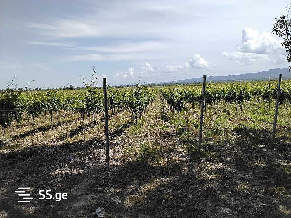 Land For Sale. Telavi, 2 of 4