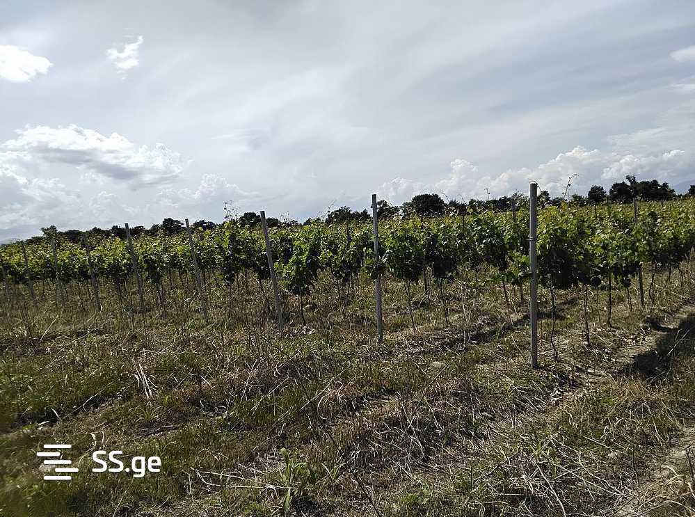 Land For Sale. Telavi, 3 of 4