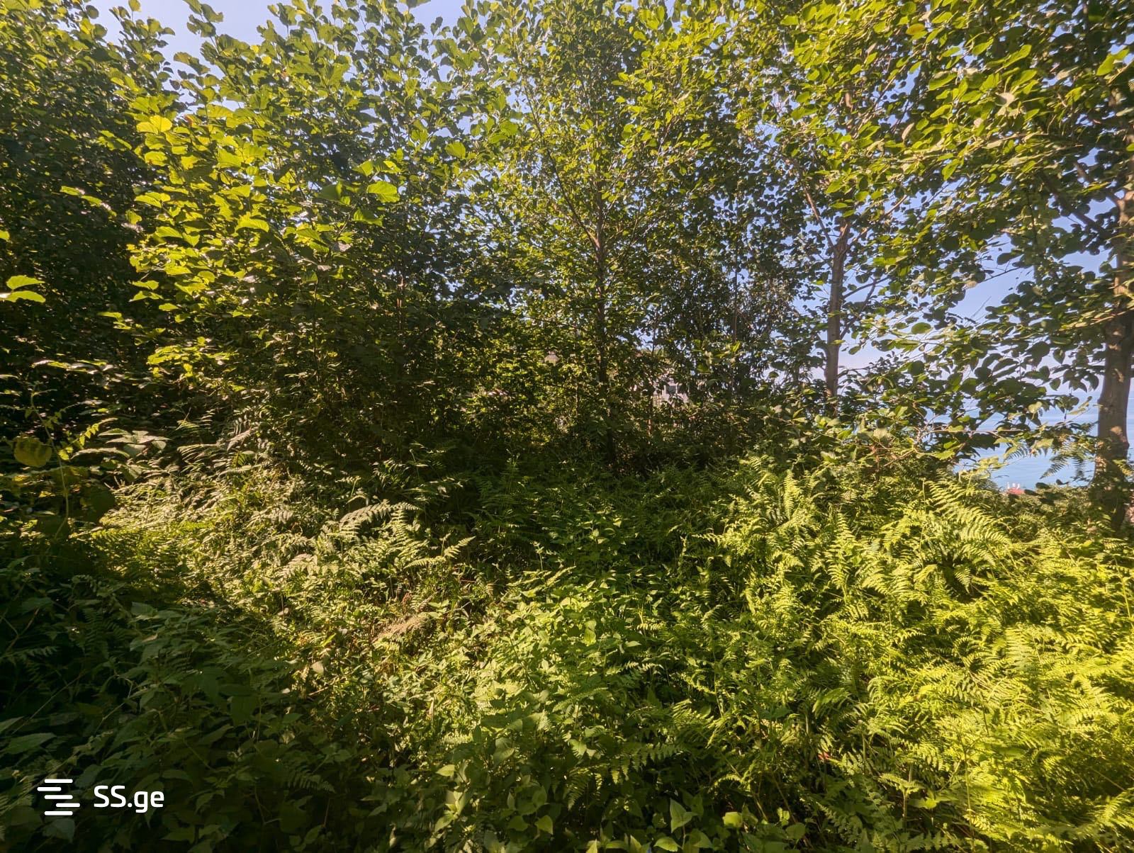 Land For Sale. Kvariati view 8