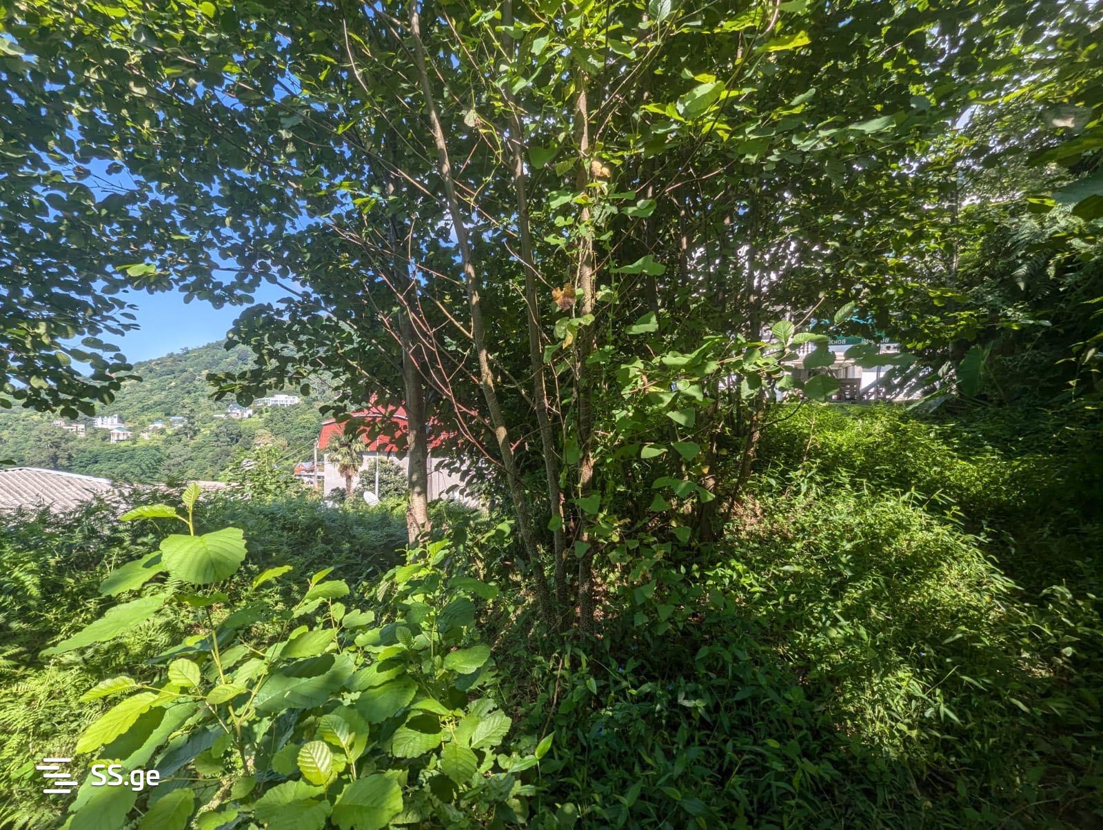 Land For Sale. Kvariati view 6