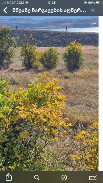 https://static.ss.ge/20250524/15_c3046f17-da20-4007-8983-1500ec778ec6_Thumb.jpg