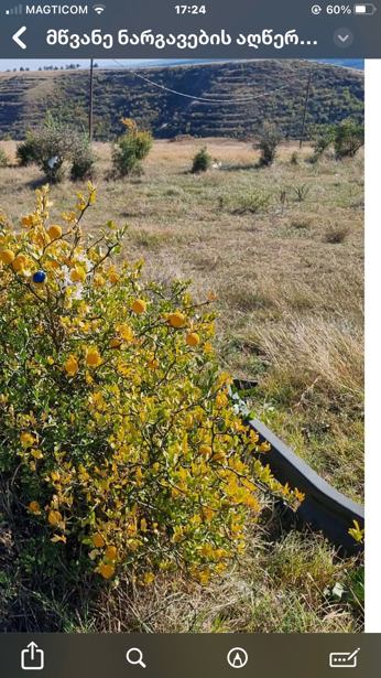 https://static.ss.ge/20250524/16_2b4373d3-fde9-43f7-898d-63b0a783f1d6_Thumb.jpg