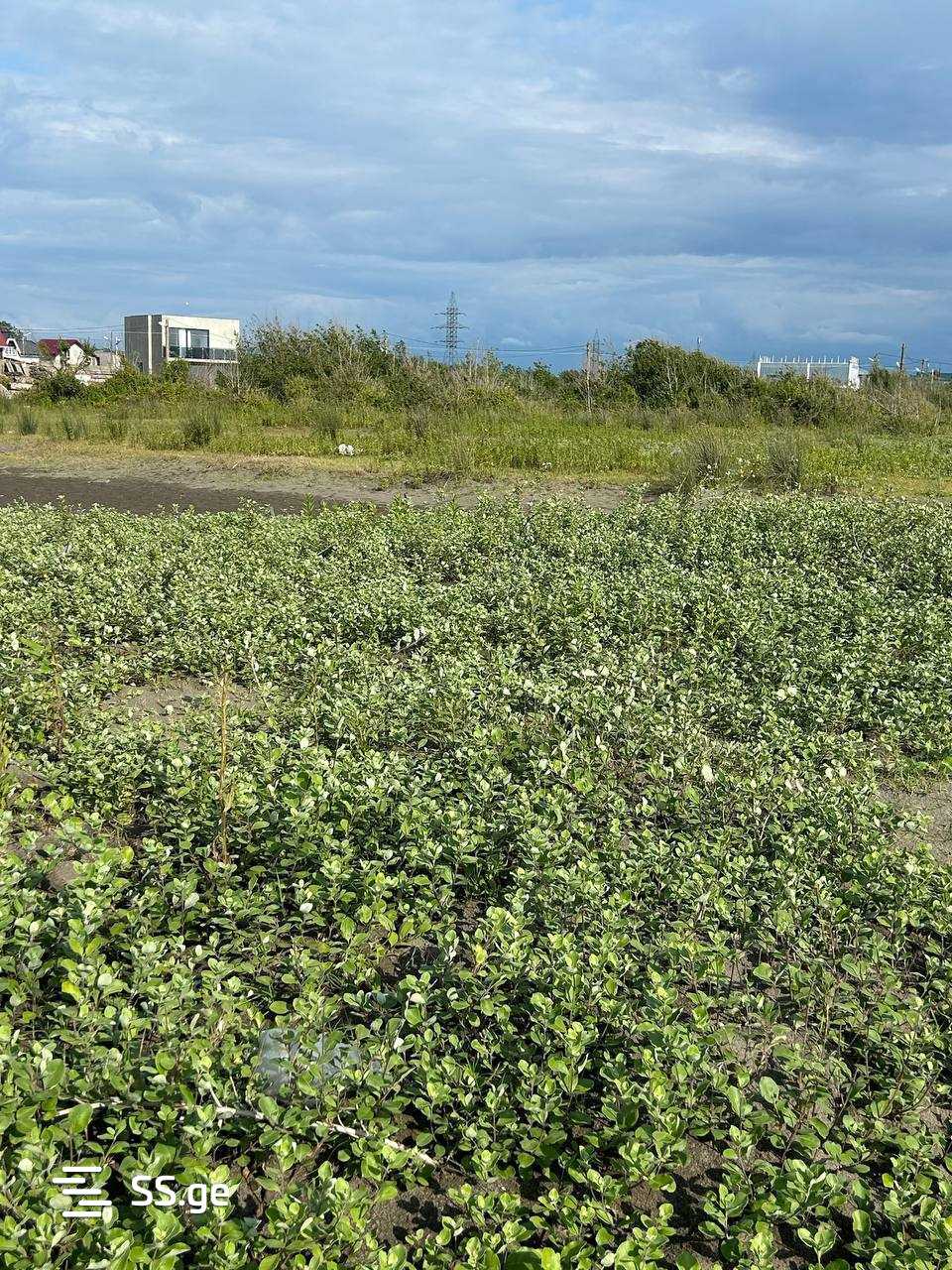 Land For Sale. Grigoleti view 6