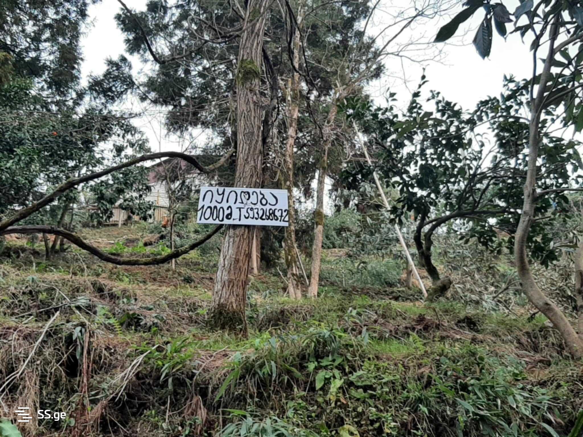 For Sale Sasoplo-Sameurneo Land Plot In Batumi view 21