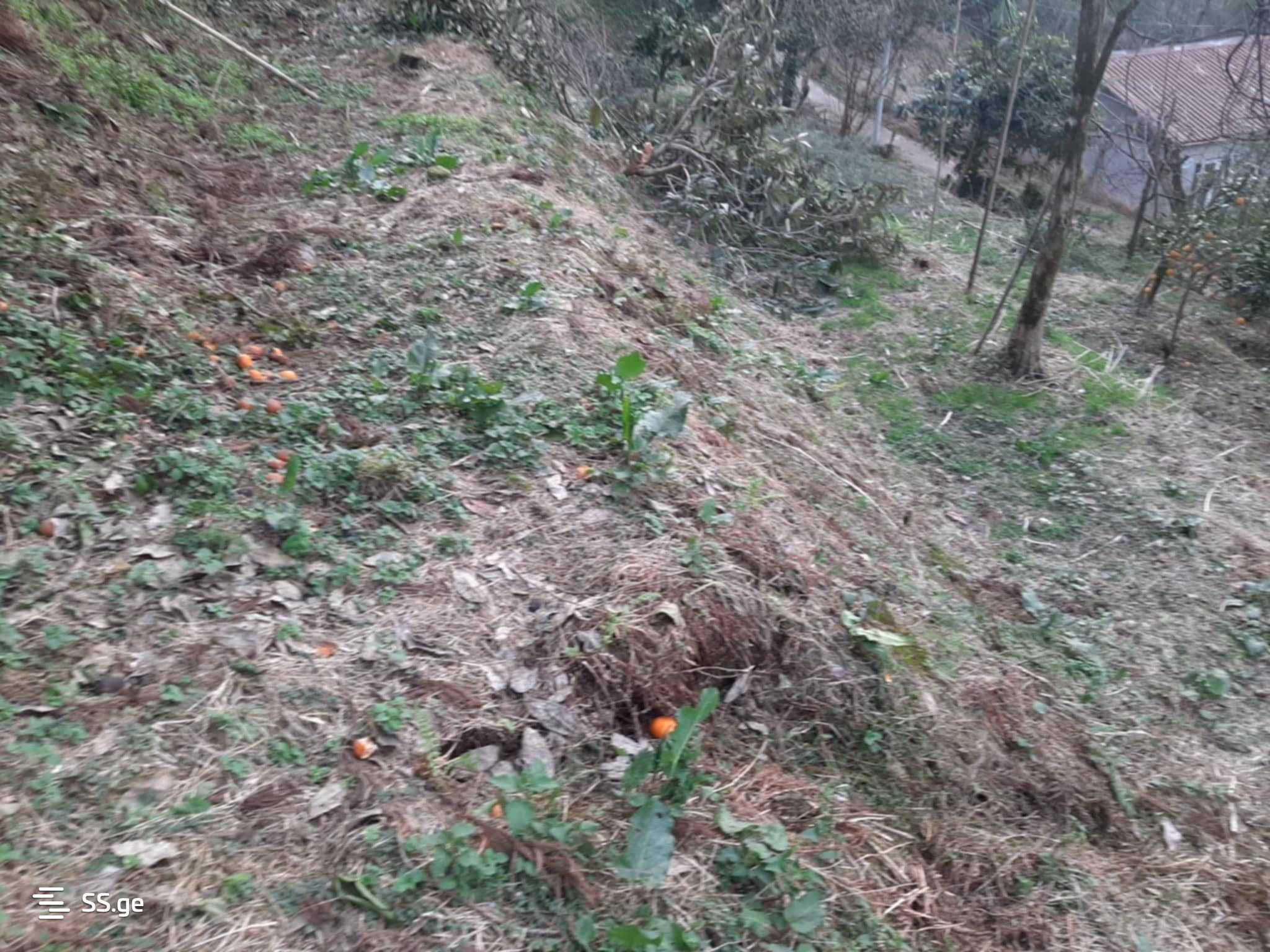 For Sale Sasoplo-Sameurneo Land Plot In Batumi view 14