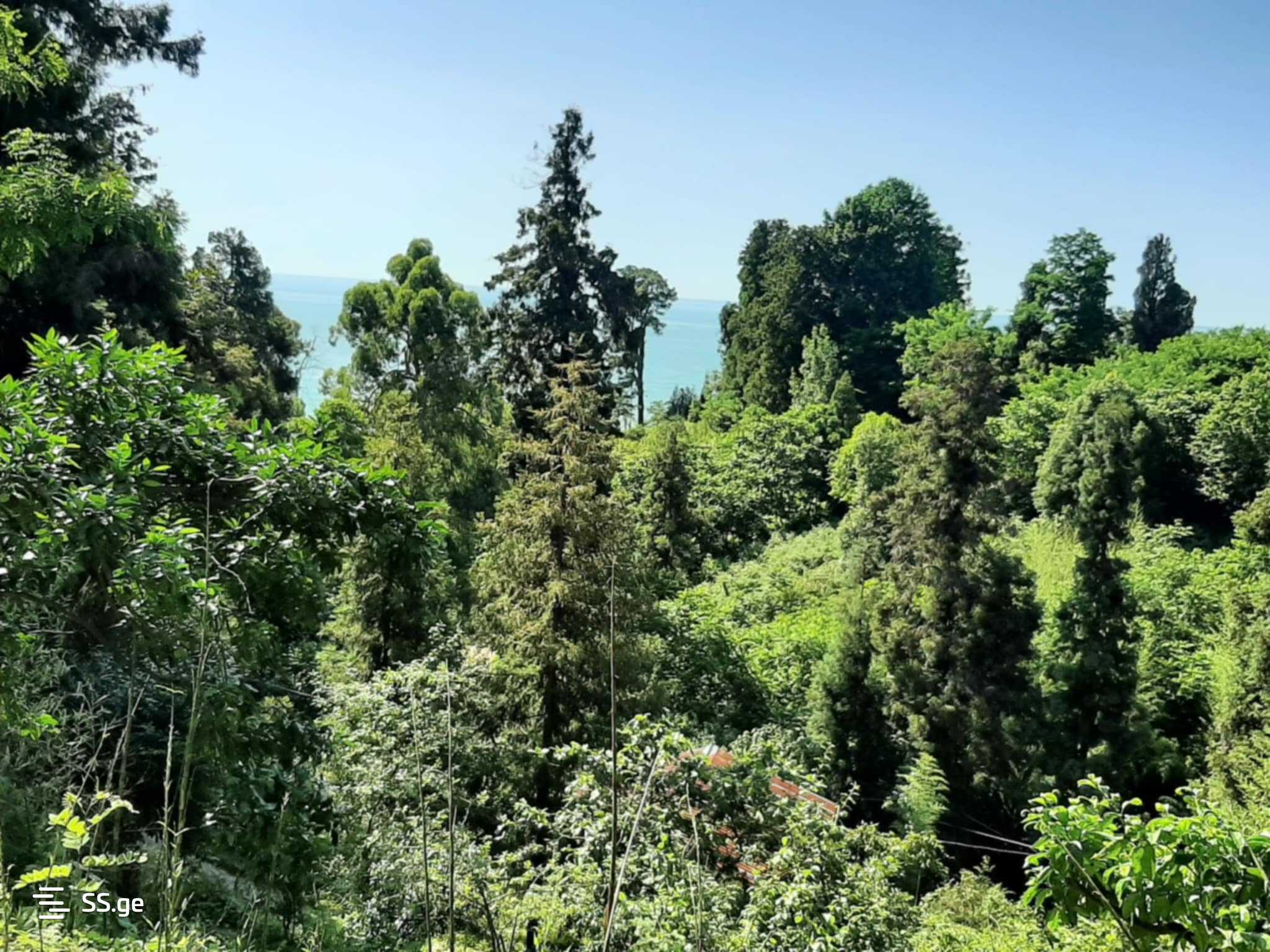For Sale Sasoplo-Sameurneo Land Plot In Batumi view 10