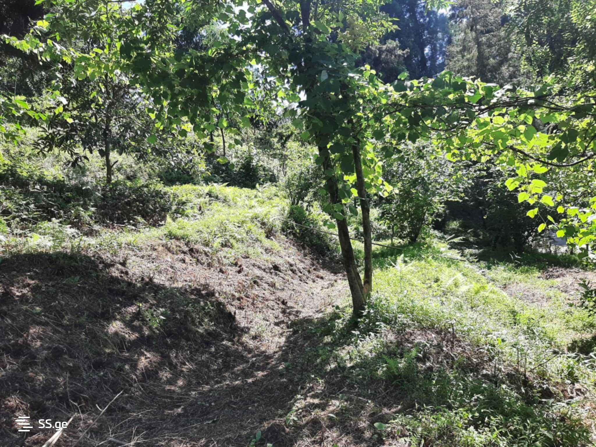 For Sale Sasoplo-Sameurneo Land Plot In Batumi view 15