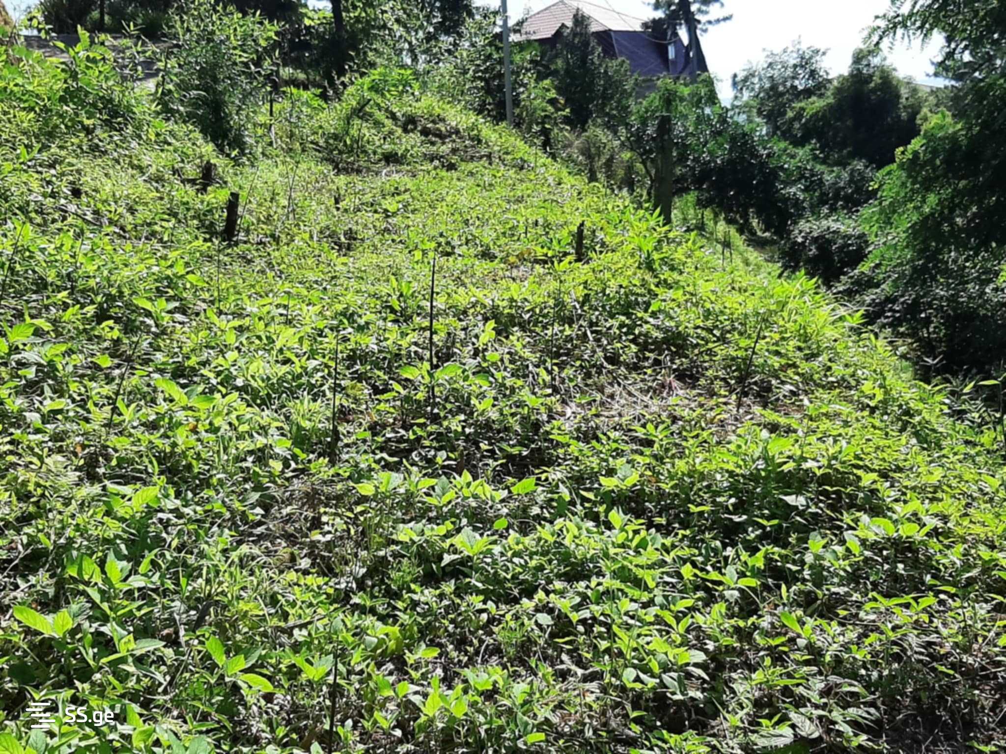 For Sale Sasoplo-Sameurneo Land Plot In Batumi view 20