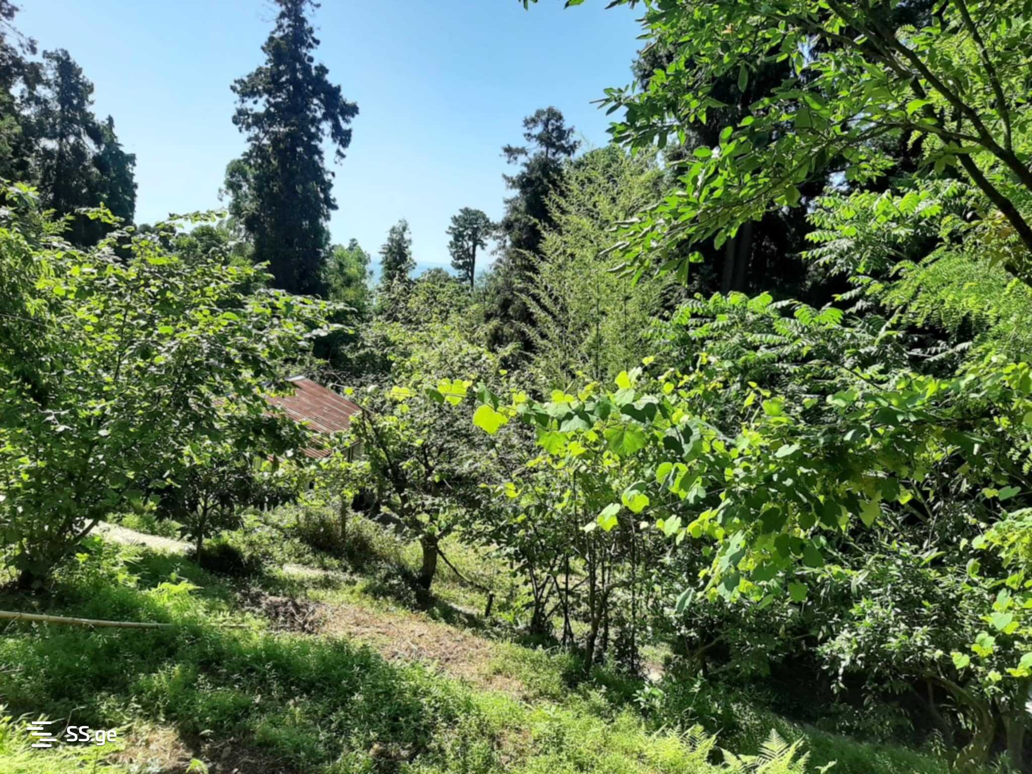 For Sale Sasoplo-Sameurneo Land Plot In Batumi view 17