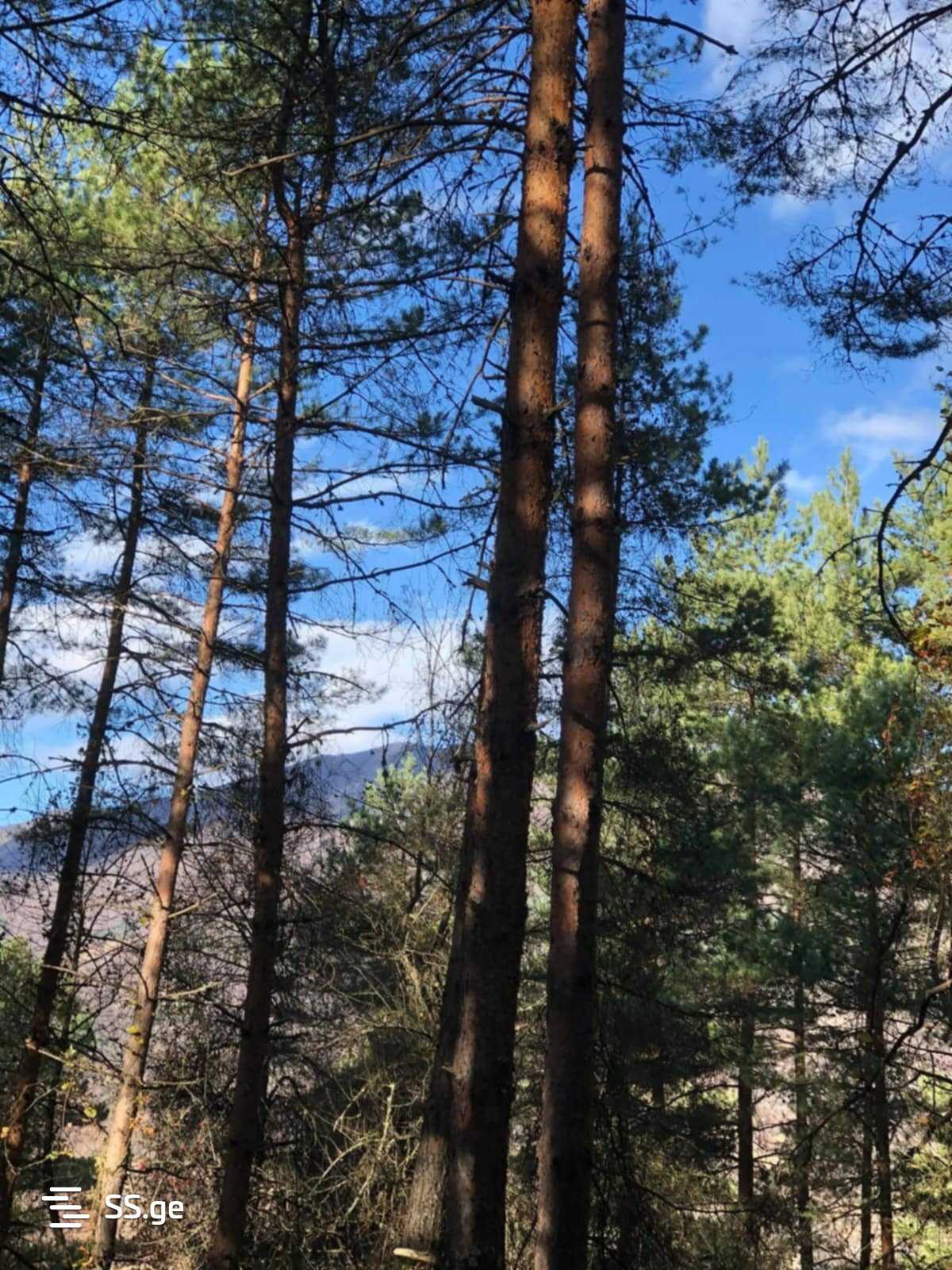 Land For Sale. Ambrolauri view 9