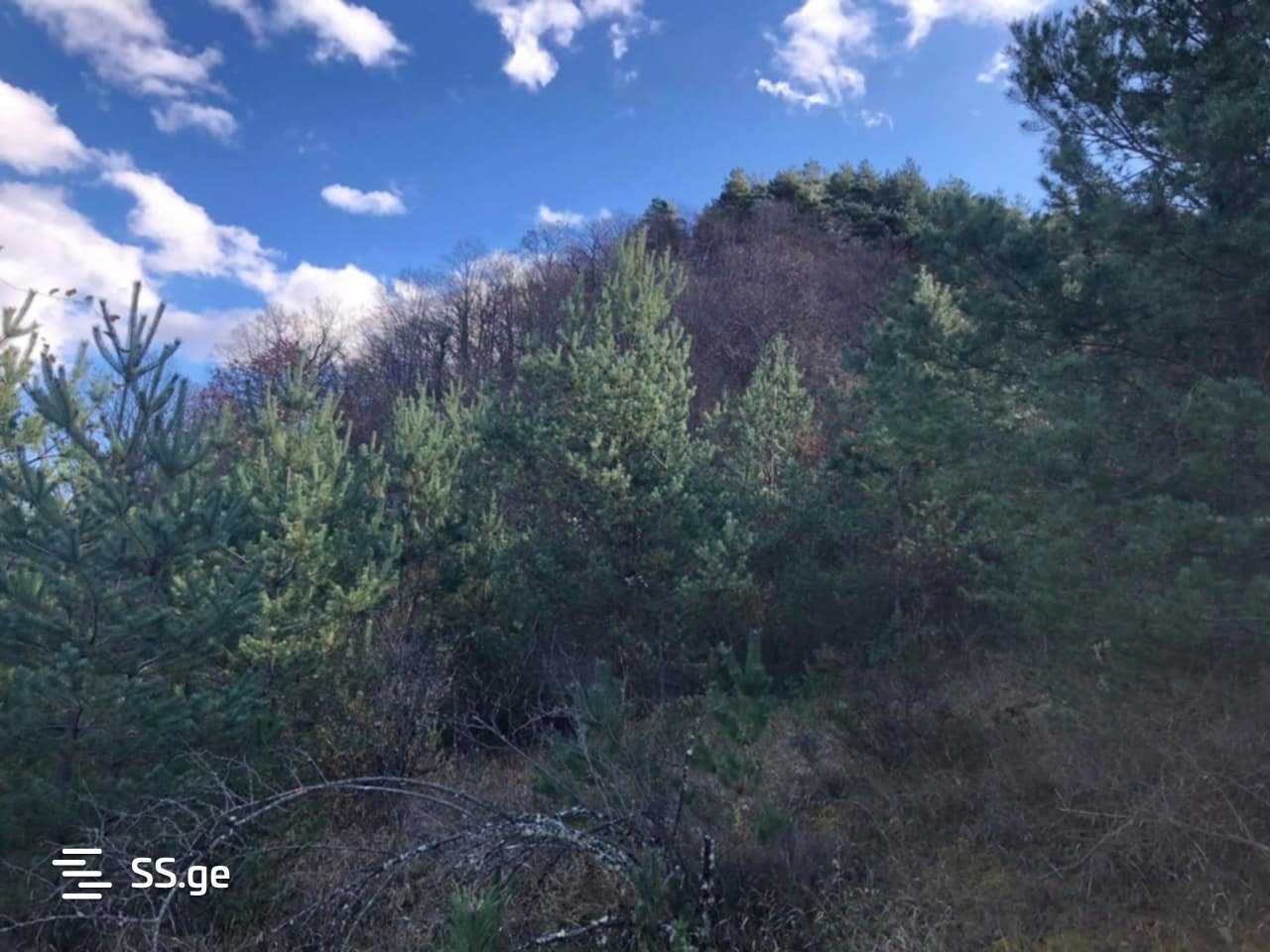 Land For Sale. Ambrolauri view 5