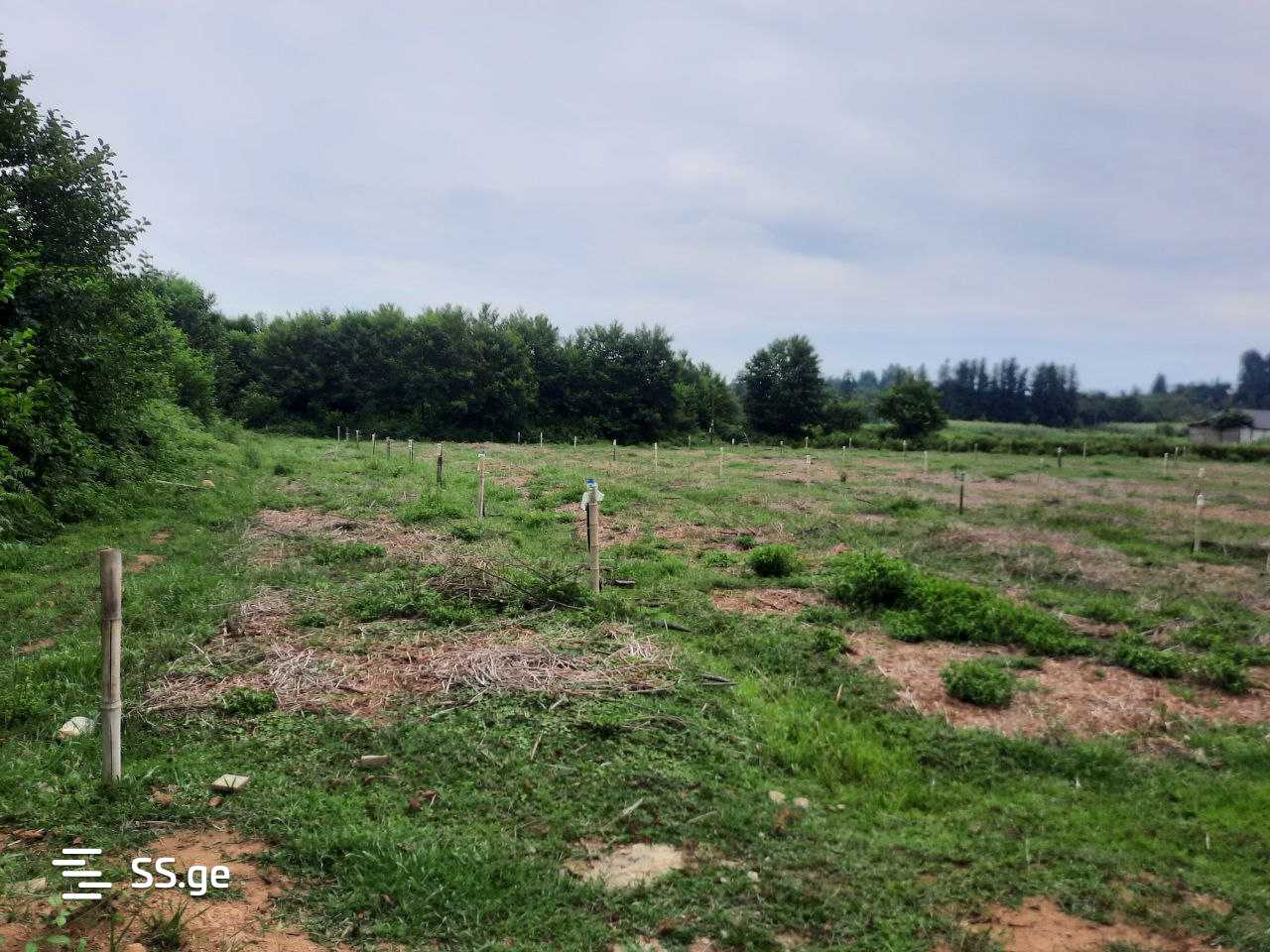 Land For Sale. Ozurgeti view 3