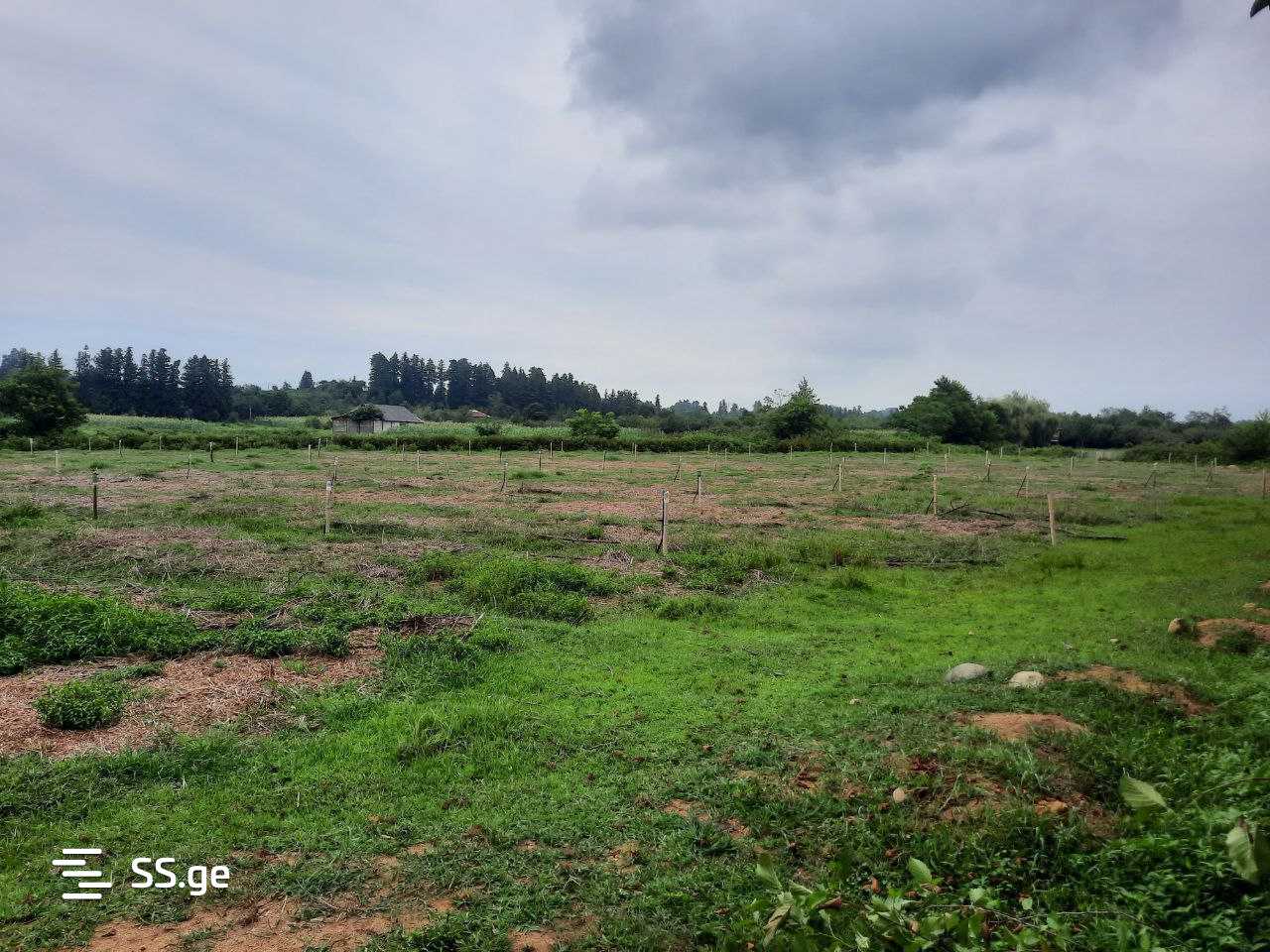 Land For Sale. Ozurgeti view 5