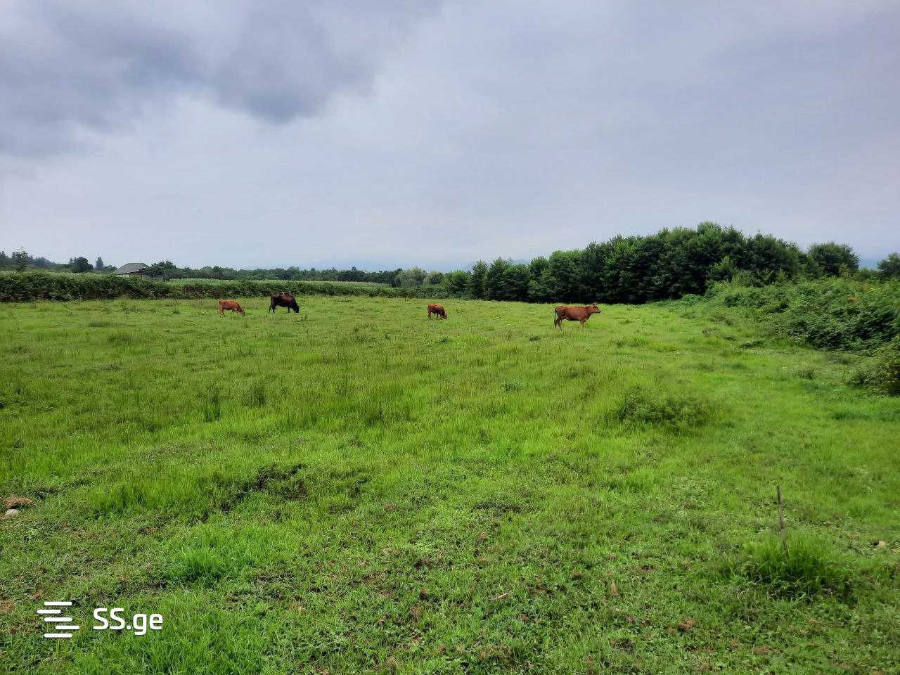 Land For Sale. Ozurgeti view 8