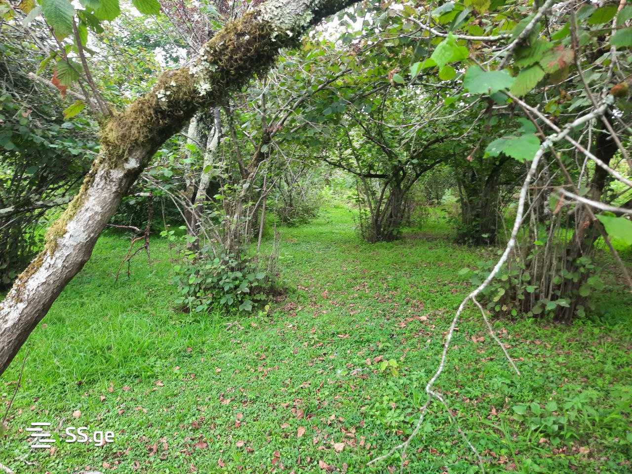 Land For Sale. Ozurgeti view 9