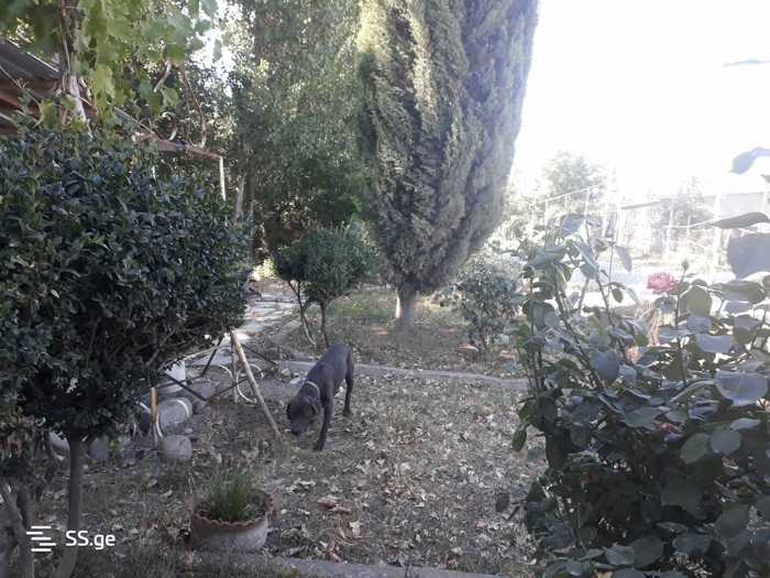 https://static.ss.ge/20250727/4_b20ebd4f-a64b-4c79-94db-d9f58ab14b5a_Thumb.jpg