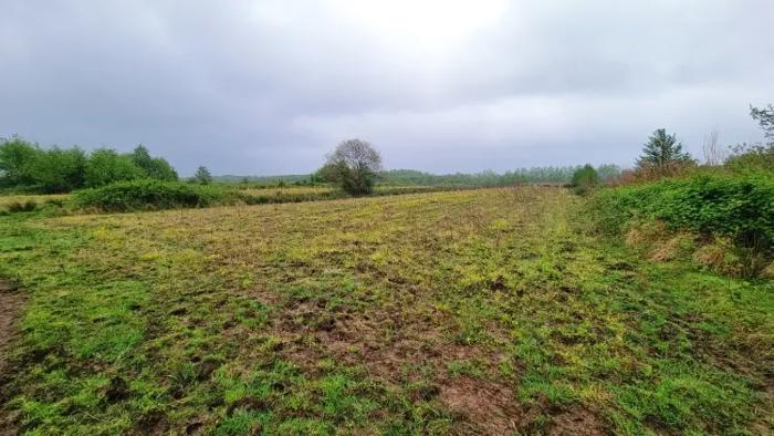 Land For Sale. Zemo Natanebi