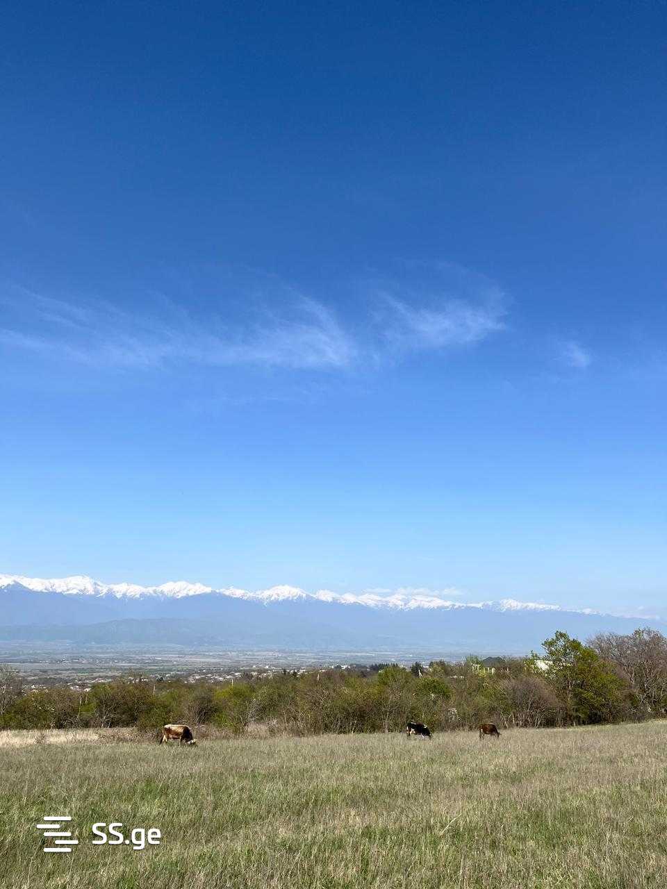Land For Sale. Telavi, 4 of 4