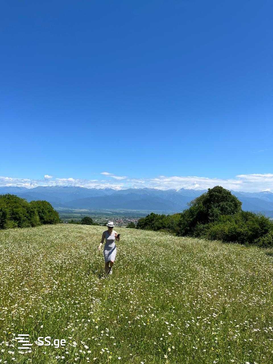 Land For Sale. Telavi, 1 of 4