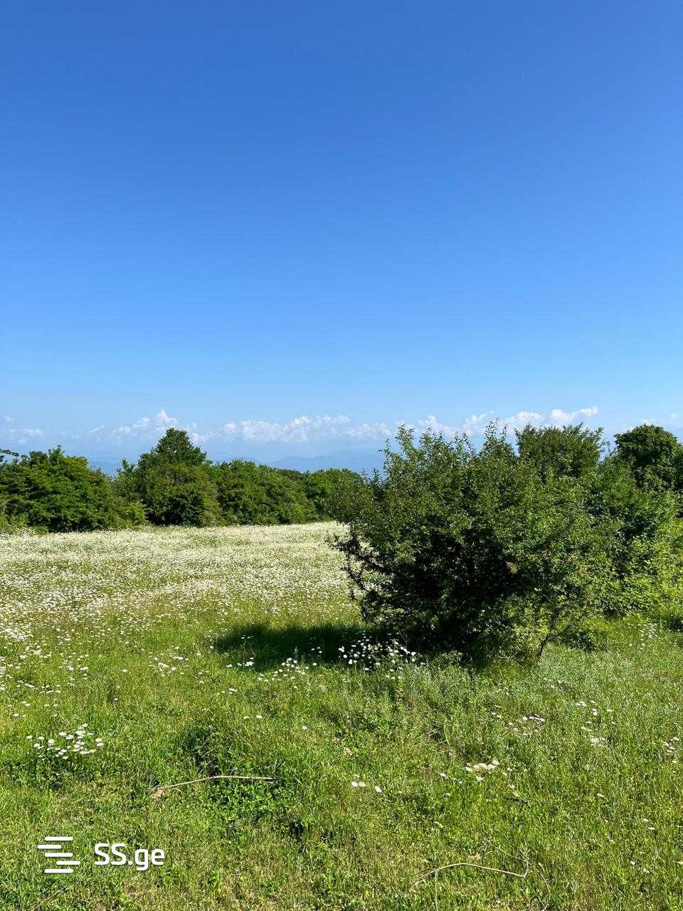 Land For Sale. Telavi, 3 of 4