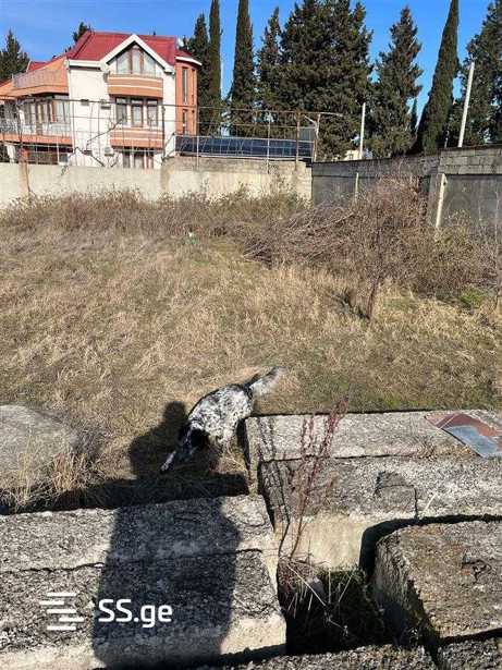 https://static.ss.ge/20250810/19_8c7a2c25-e74d-4977-81ee-194e4c6dee8b_Thumb.jpg
