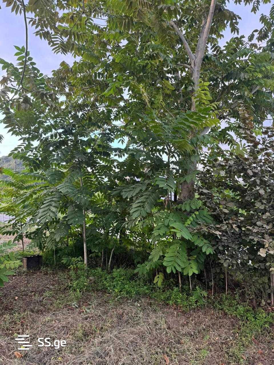 Land For Sale. Batumi view 7