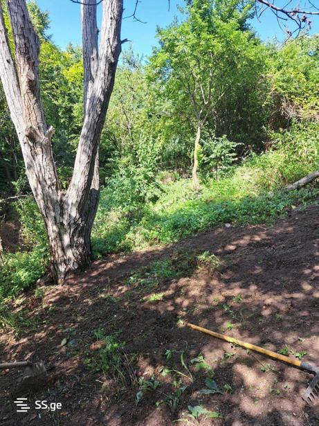 https://static.ss.ge/20250817/19_35c45f7f-d201-41af-9984-b435b3d55342_Thumb.jpg