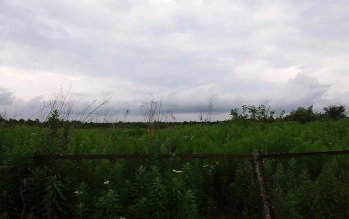 Land For Sale. Khobi