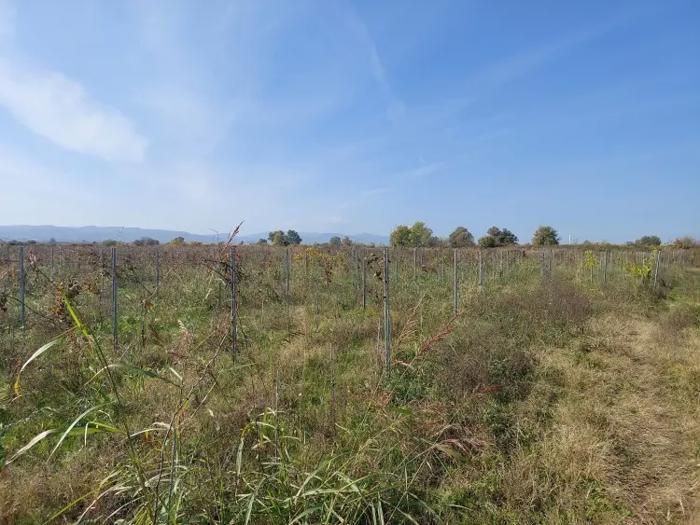Land For Sale. Gurjaani