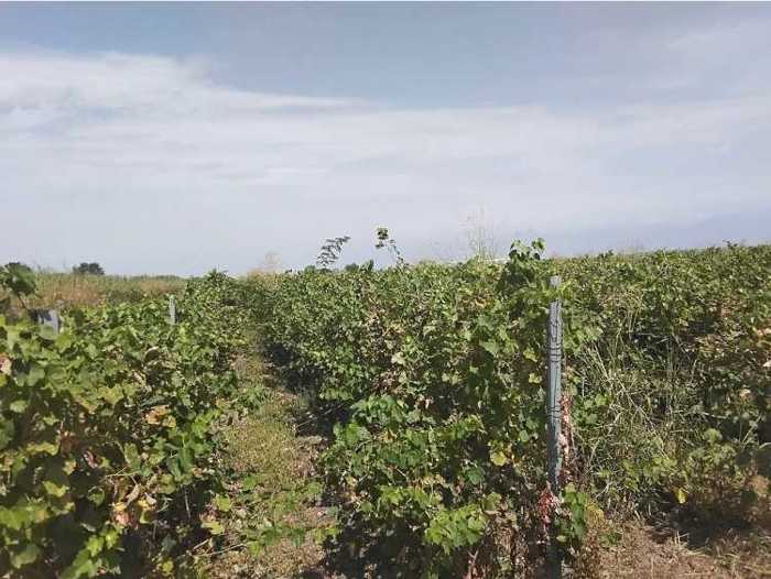 Land For Sale. Tsnori