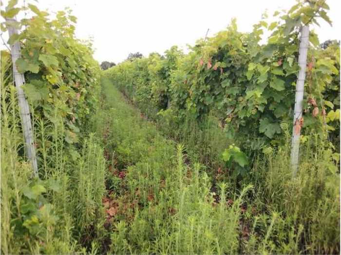 Land For Sale. Kvareli