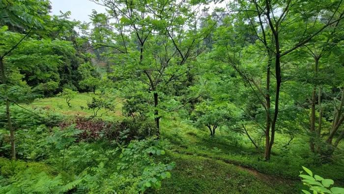 Land For Sale. Tsikhisdziri