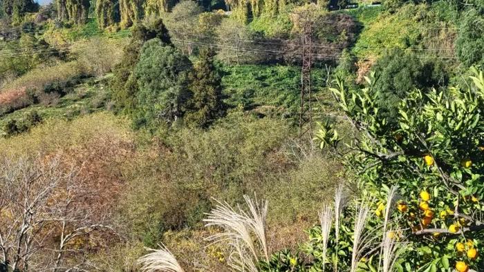 Land For Sale. Tsikhisdziri