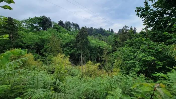 Land For Sale. Tsikhisdziri