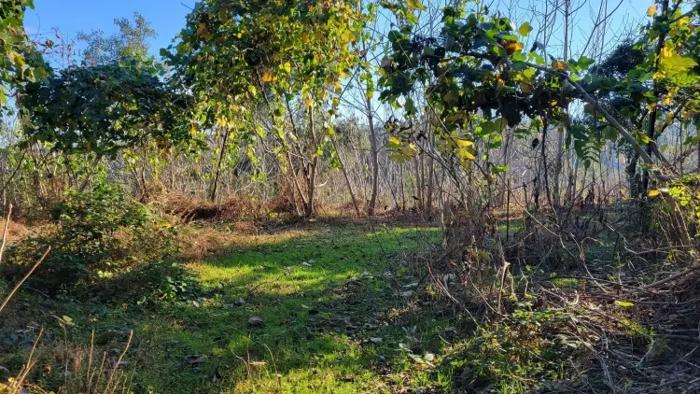 Land For Sale. Tsikhisdziri