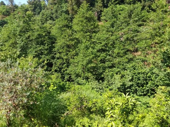 Land For Sale. Tsikhisdziri